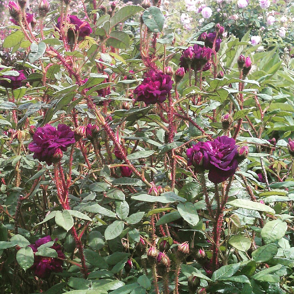 Old Rose Nuits Du Young in the GardenTags plant encyclopedia