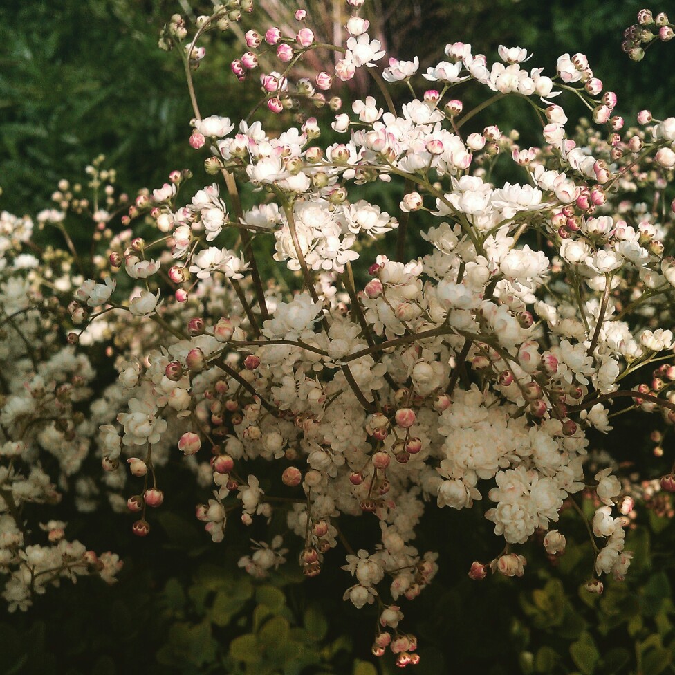 Lady Banks Rose Alba Plena in the GardenTags plant encyclopedia