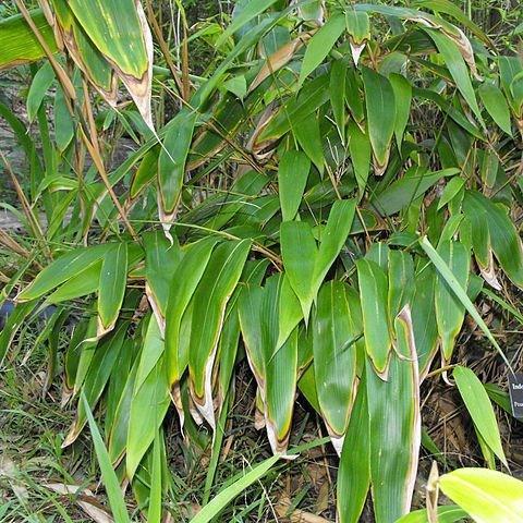 Large-leafed bamboo in the GardenTags plant encyclopedia