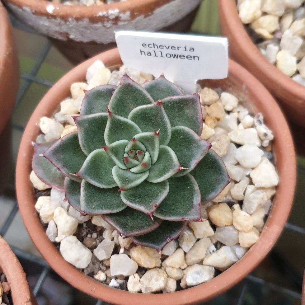 Echeveria Halloween in the GardenTags plant encyclopedia