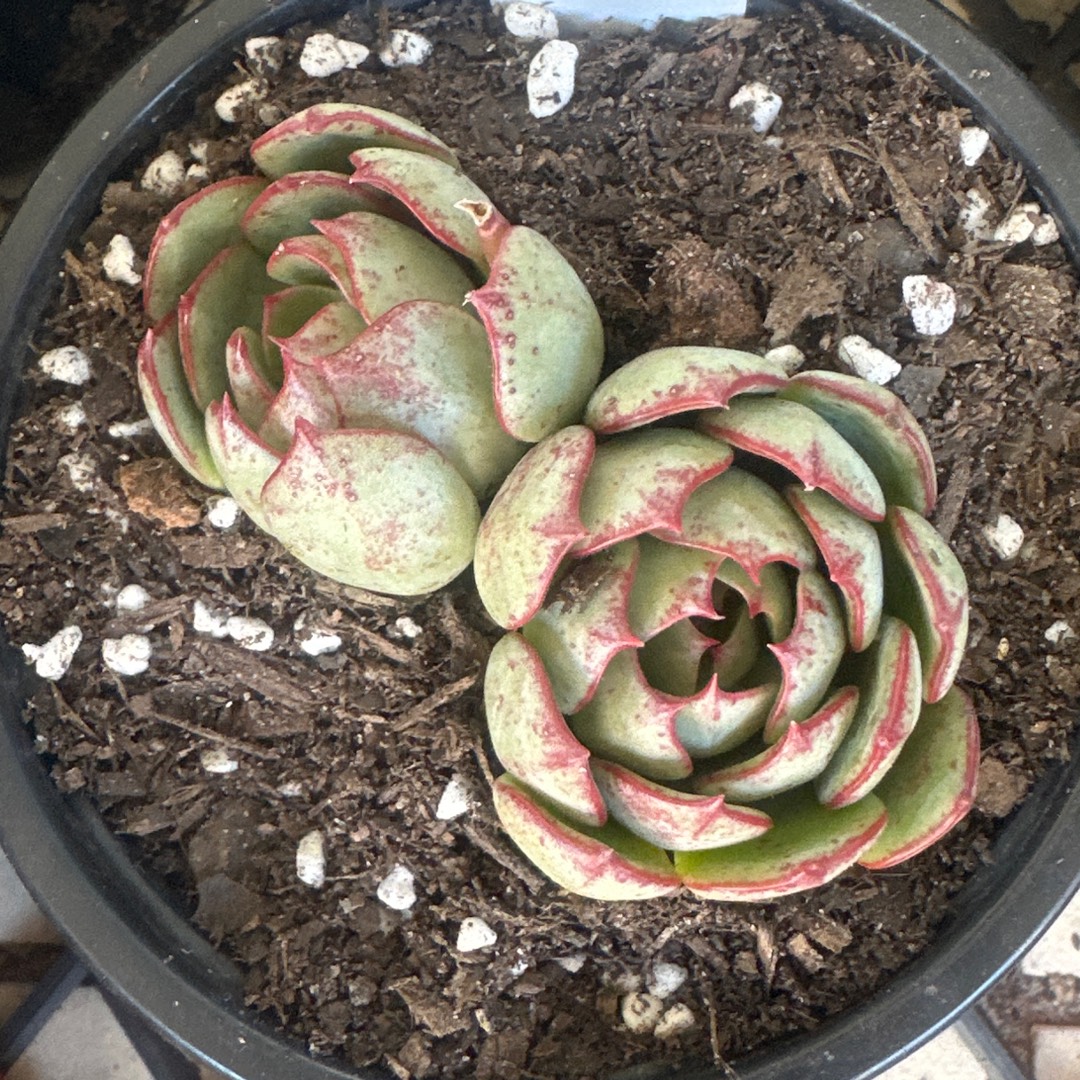 Echeveria Mozel in the GardenTags plant encyclopedia