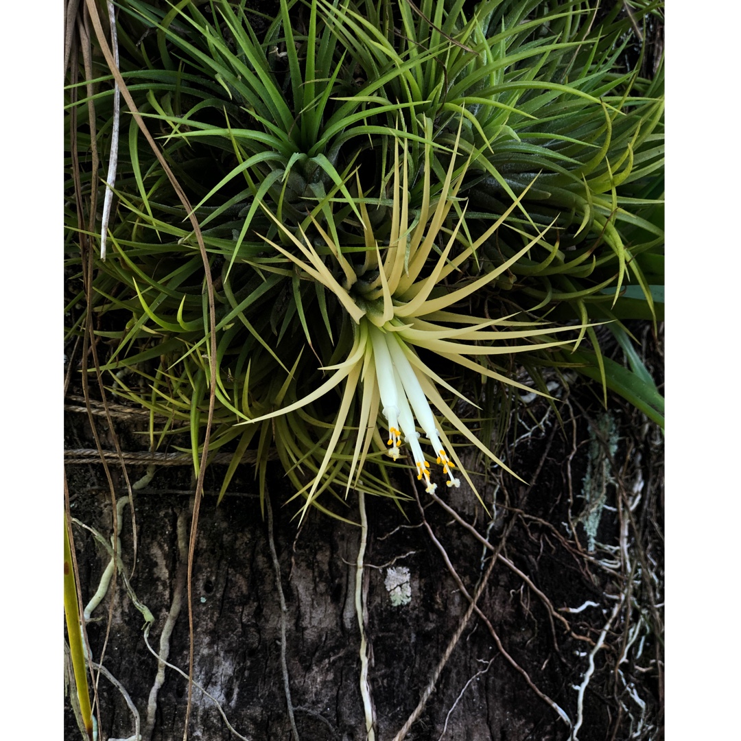 Airplant Druid in the GardenTags plant encyclopedia