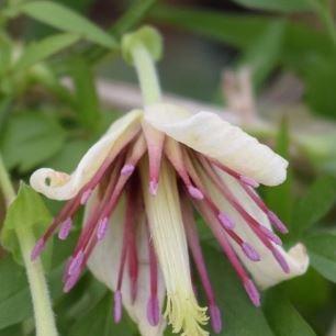 Clematis Napaulensis in the GardenTags plant encyclopedia