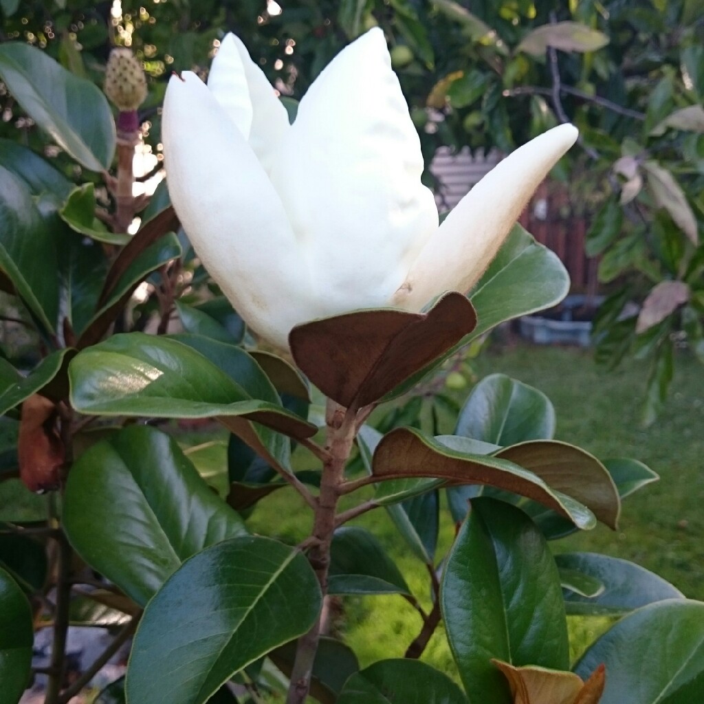 Magnolia Teddy Bear in the GardenTags plant encyclopedia