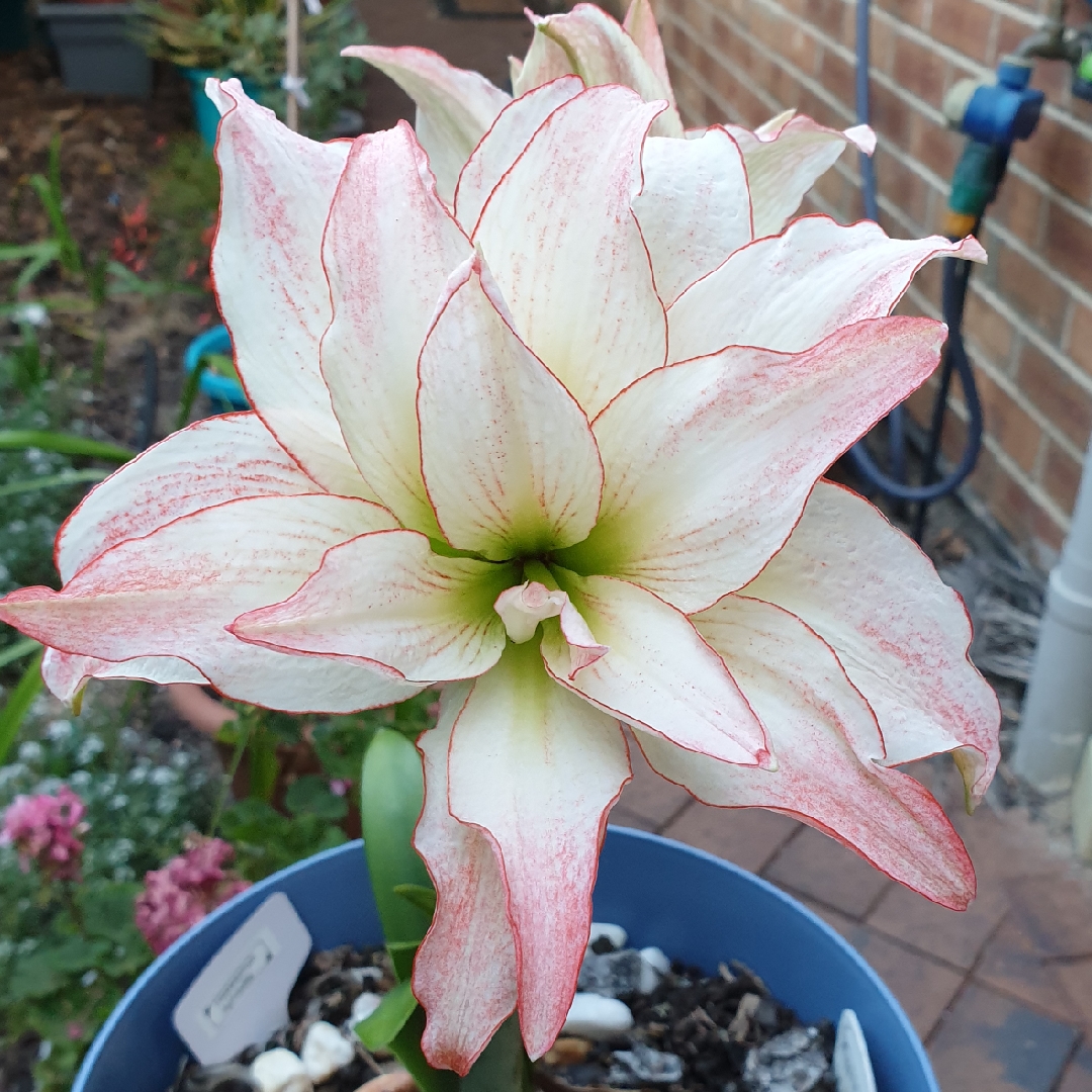 Hippeastrum Aphrodite in the GardenTags plant encyclopedia