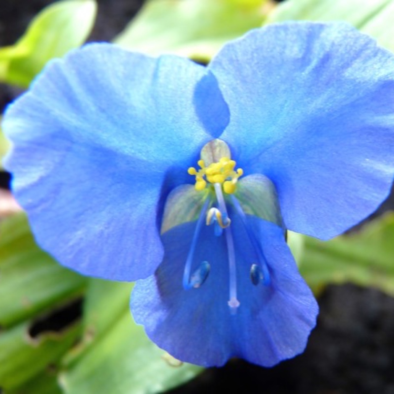 Dayflower Sleeping Beauty in the GardenTags plant encyclopedia