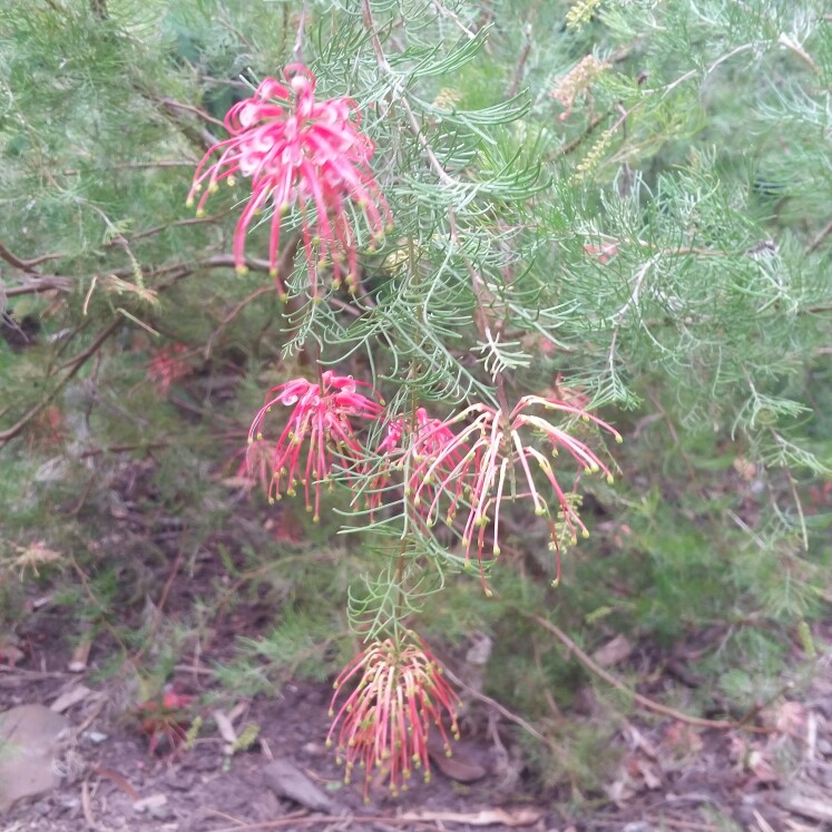 Grevillea Ellendale in the GardenTags plant encyclopedia