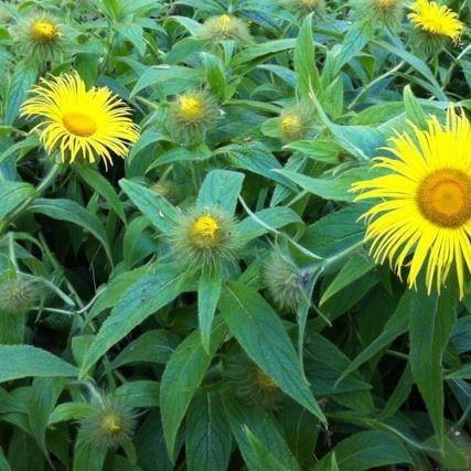 Hookers inula in the GardenTags plant encyclopedia