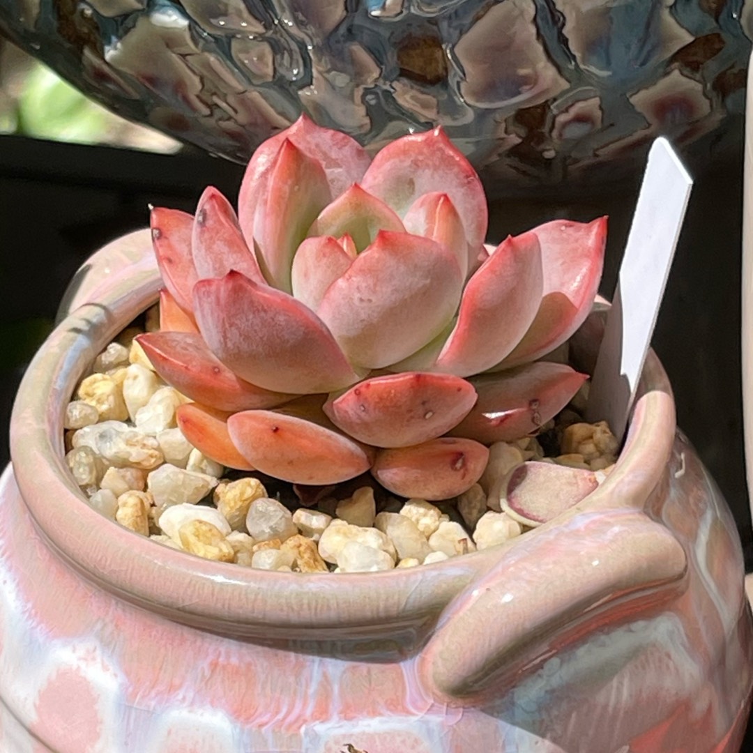 Echeveria Glam Pink in the GardenTags plant encyclopedia