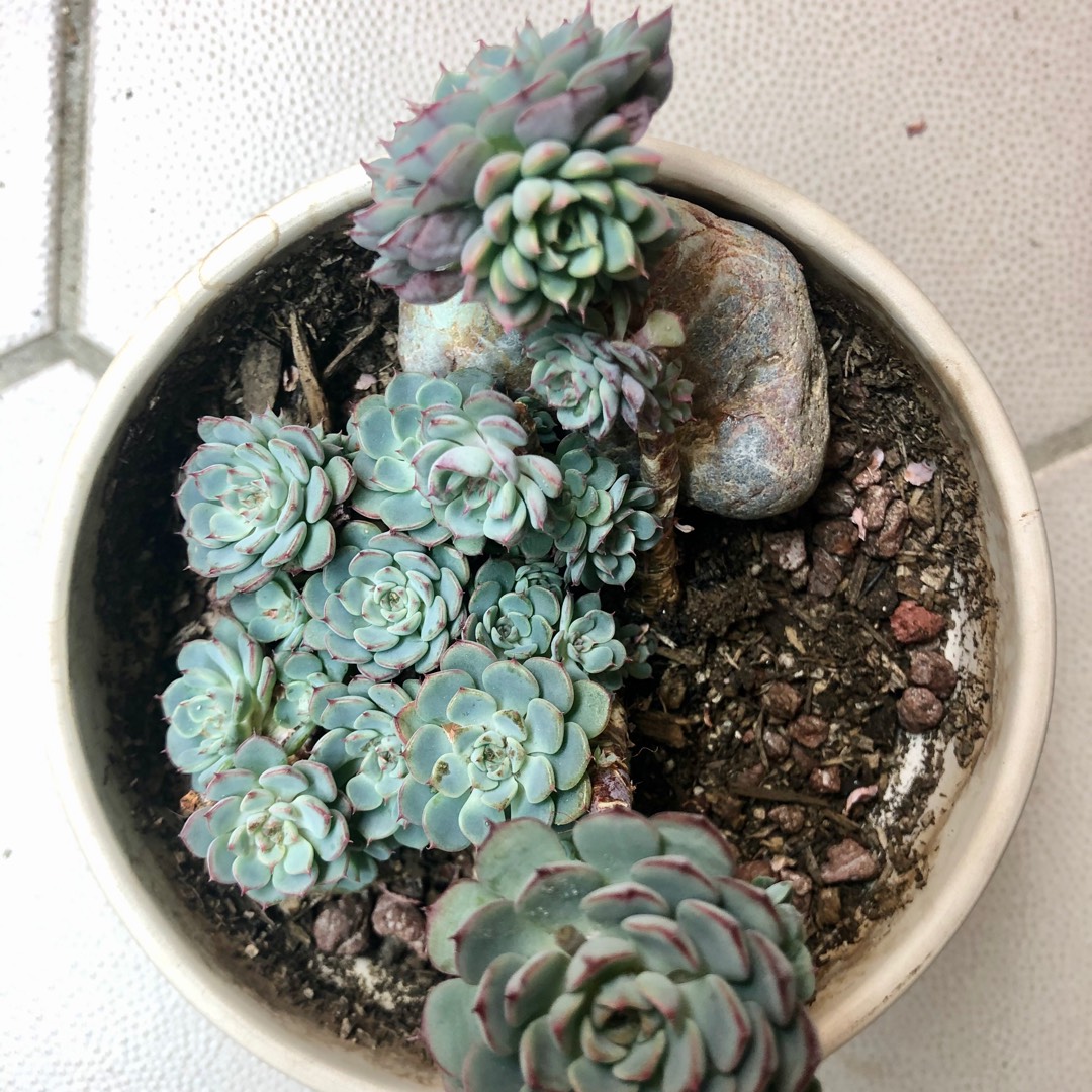 Echeveria sp El Encino 美群 ラスト - インテリア小物