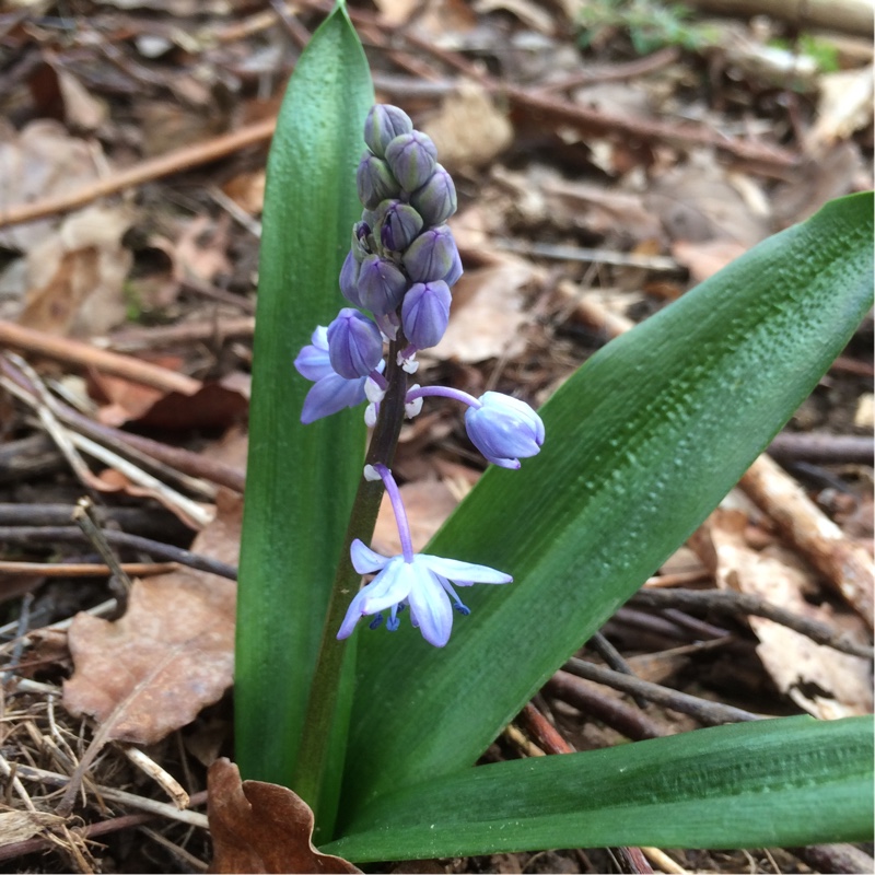 Turkish Squill in the GardenTags plant encyclopedia