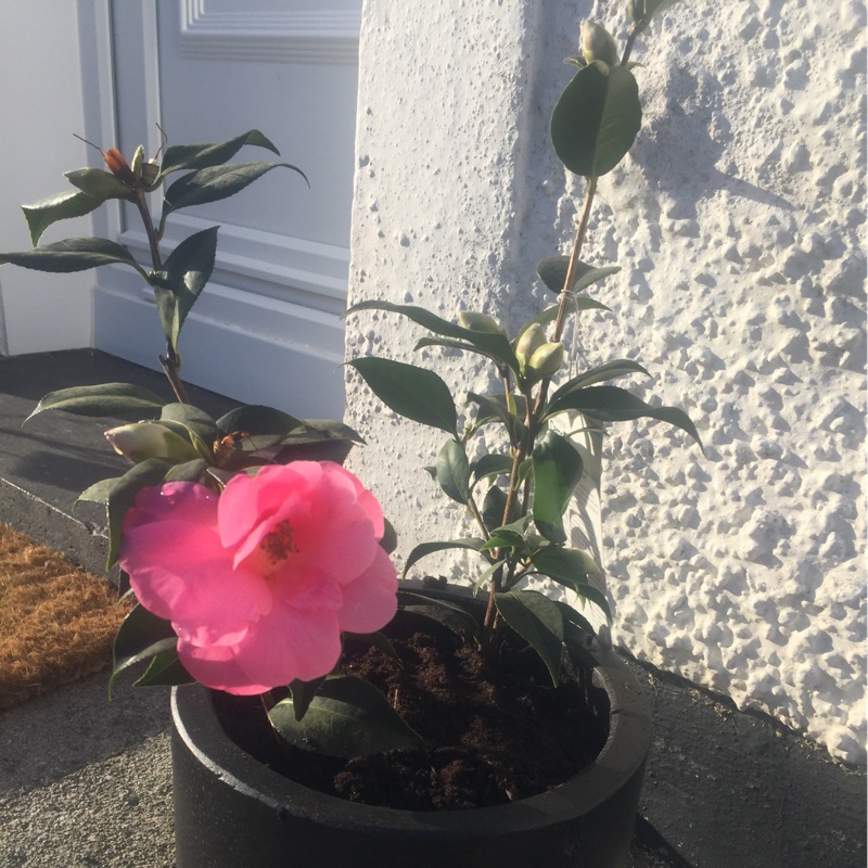 Camellia Bowen Bryant in the GardenTags plant encyclopedia