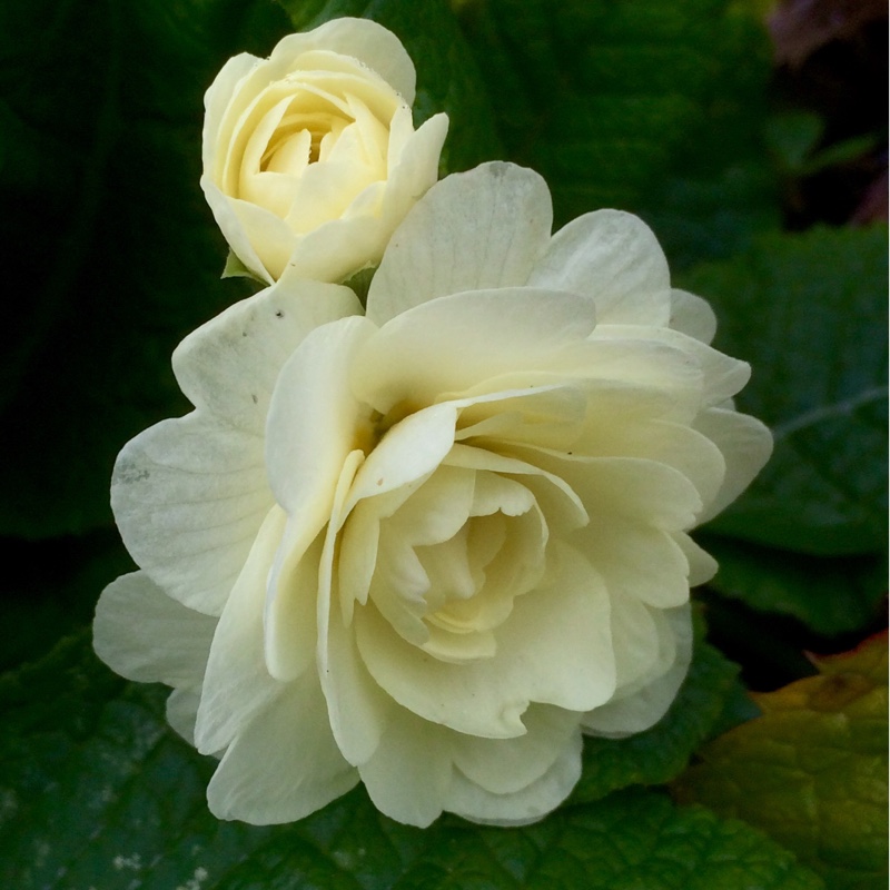 Double Primrose Cream in the GardenTags plant encyclopedia