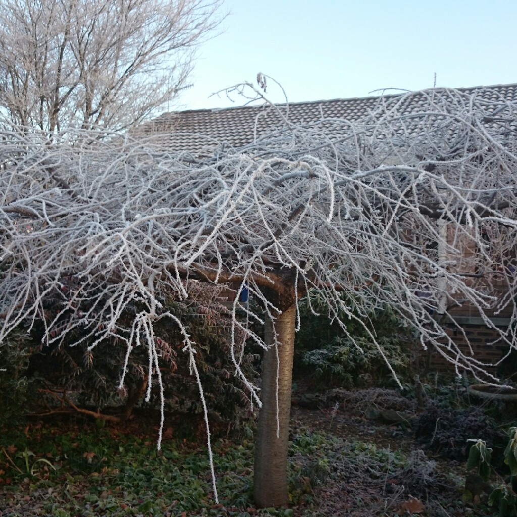 Weeping Cherry in the GardenTags plant encyclopedia