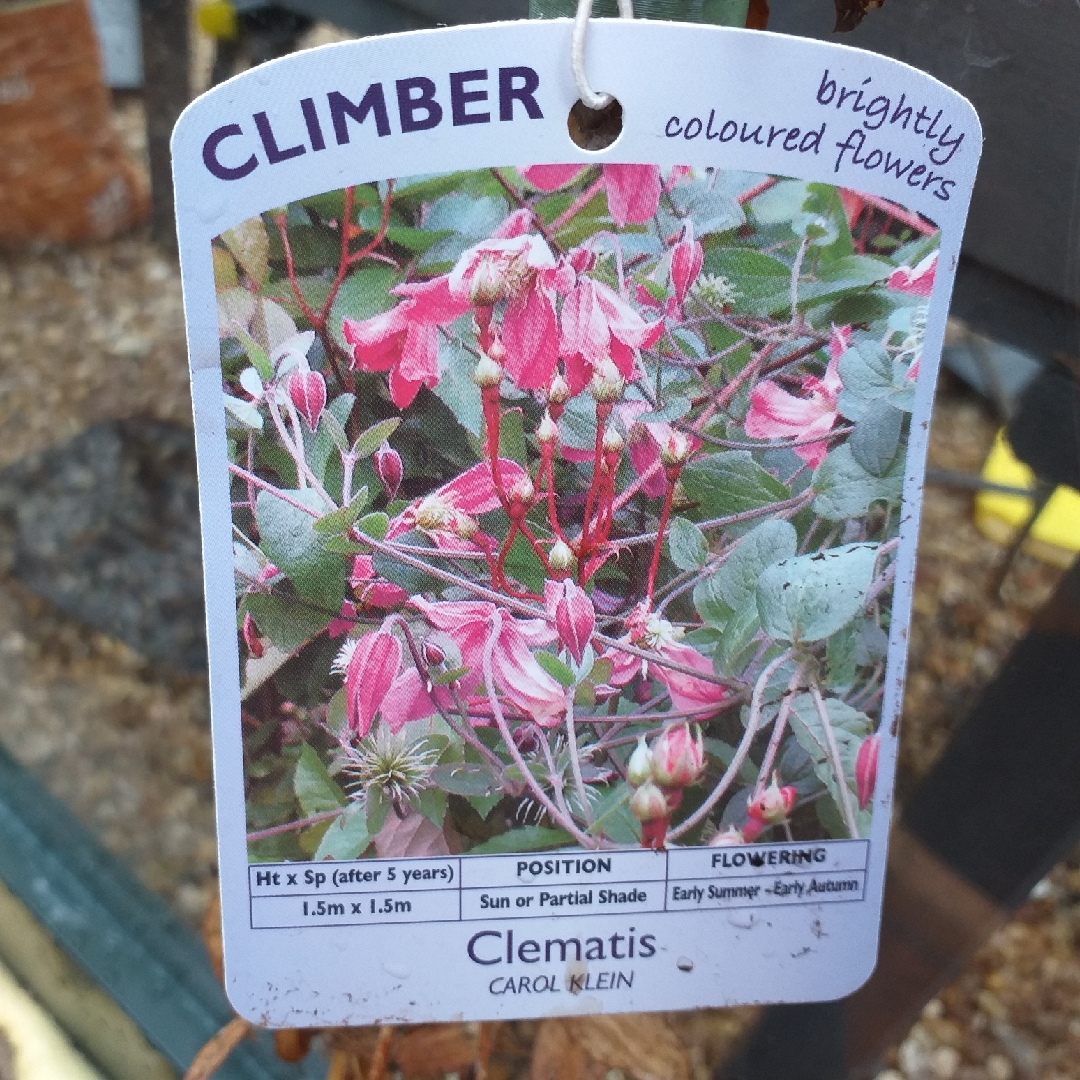 Clematis Carol Klein (Integrifolia Group) in the GardenTags plant encyclopedia