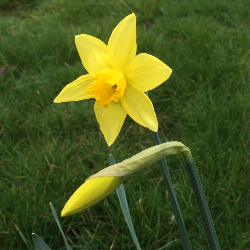 Daffodil Sir Watkin (Large-cupped) in the GardenTags plant encyclopedia