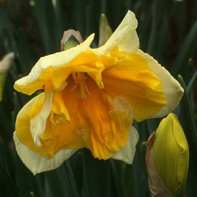 Daffodil Orangery (Split Corona) in the GardenTags plant encyclopedia