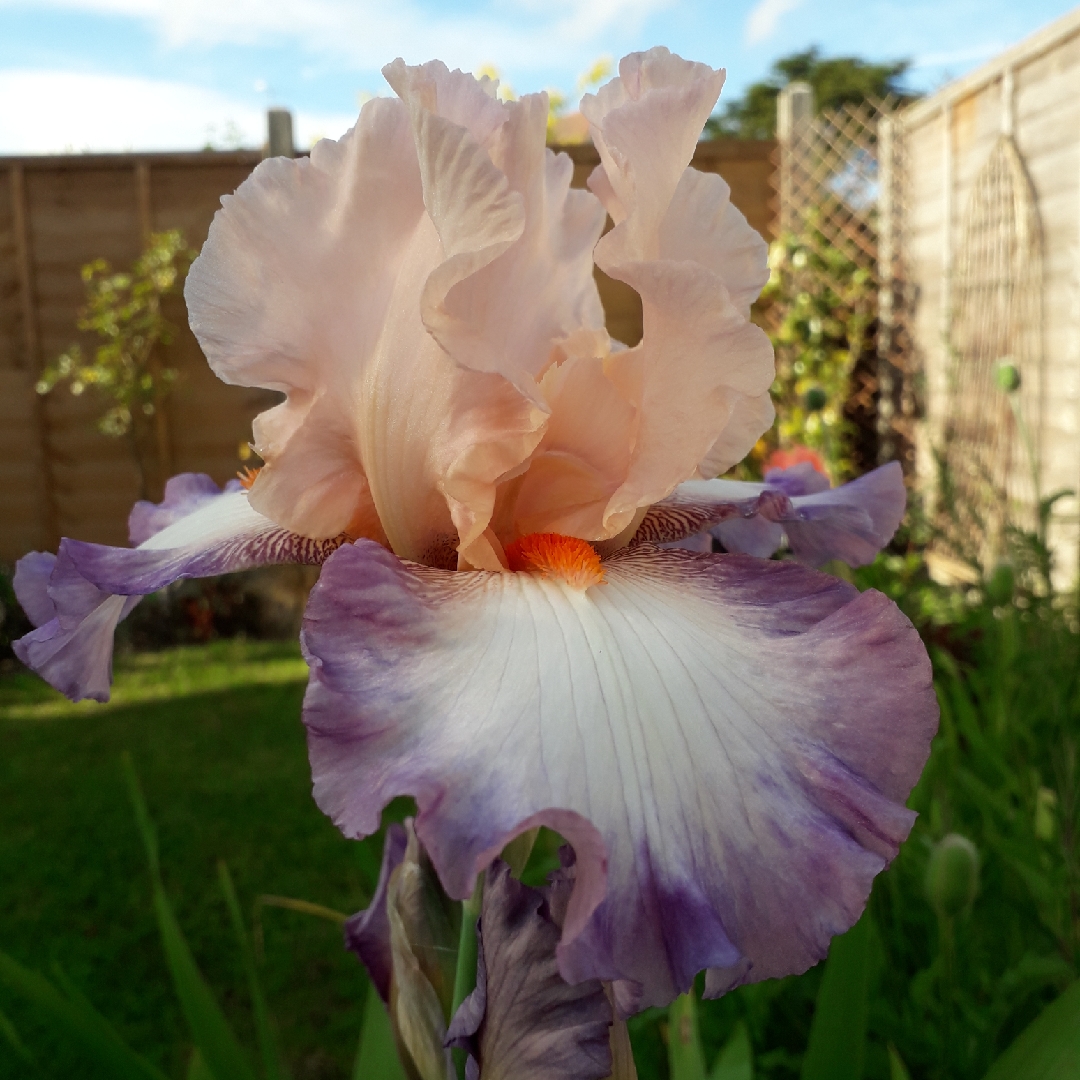 Bearded Iris Poesie (Tall) in the GardenTags plant encyclopedia