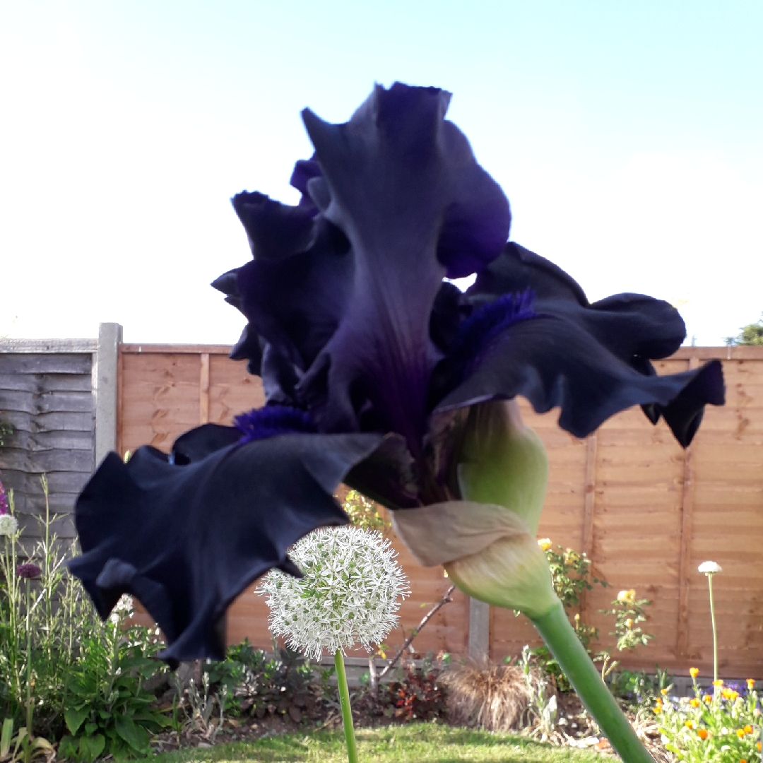 Bearded Iris Ghost Train (Tall) in the GardenTags plant encyclopedia