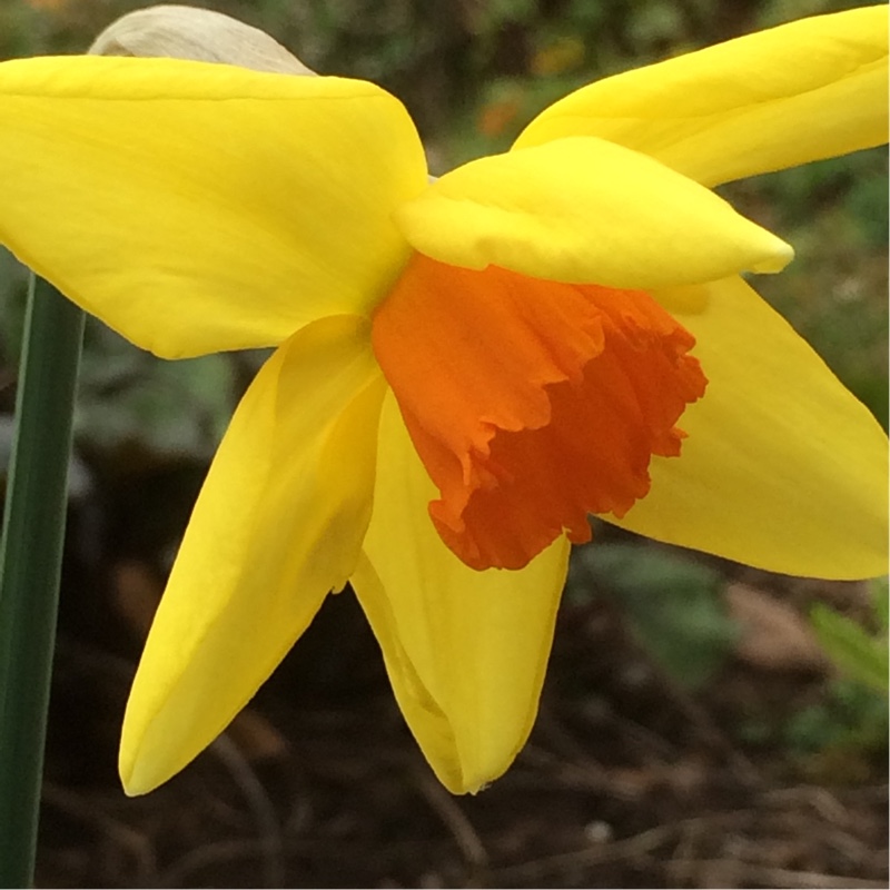 Daffodil Home Fires (Large-cupped) in the GardenTags plant encyclopedia