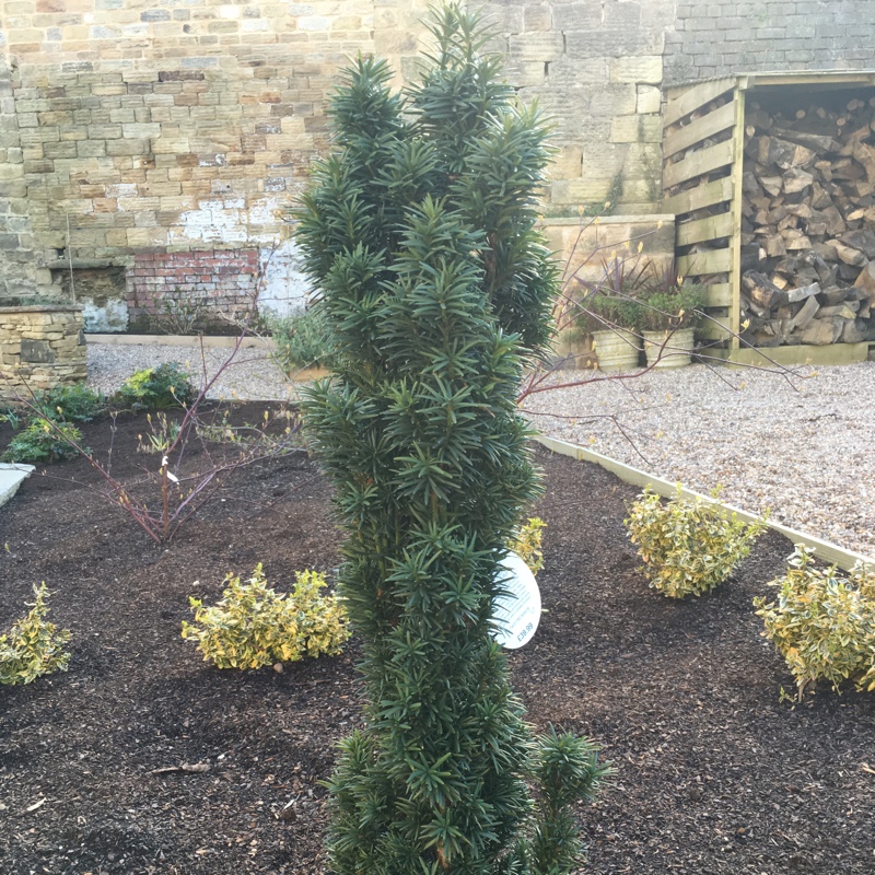 Irish Yew Fastigiata in the GardenTags plant encyclopedia