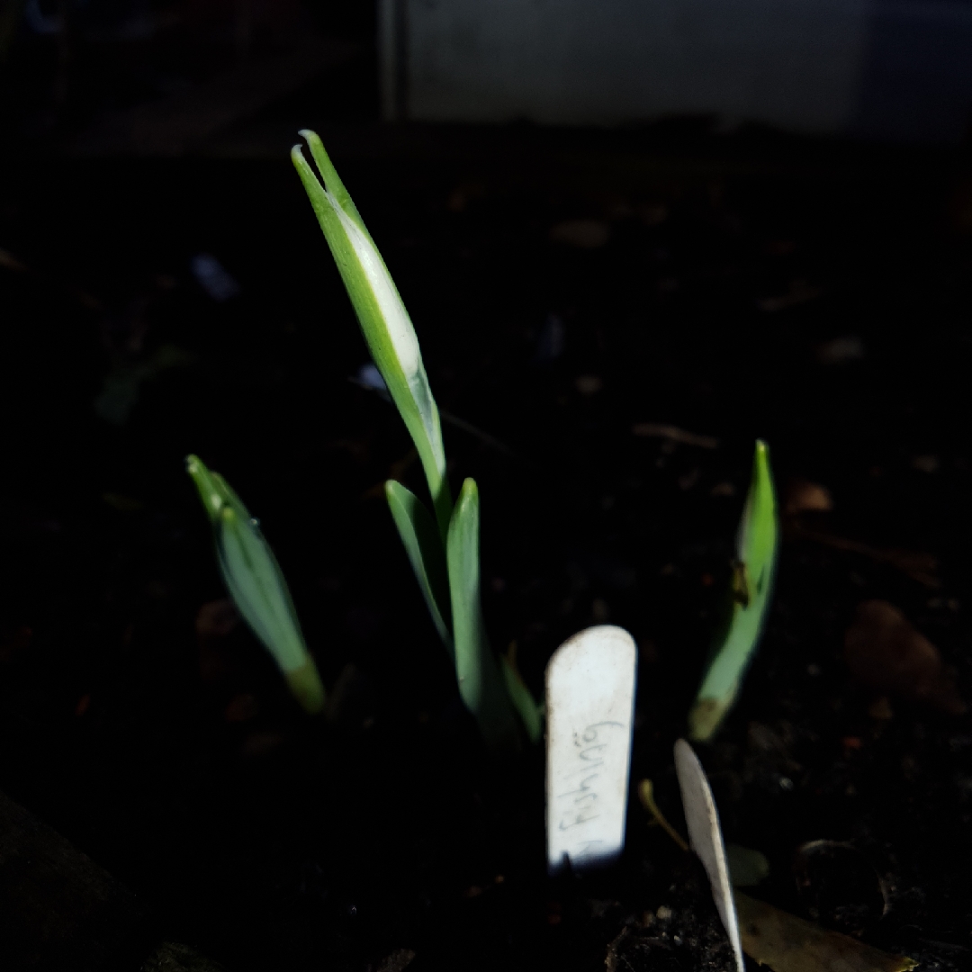 Snowdrop Fly Fishing in the GardenTags plant encyclopedia