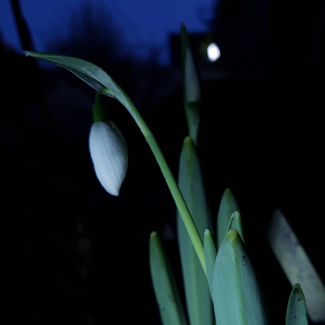 Snowdrop Faringdon Double in the GardenTags plant encyclopedia