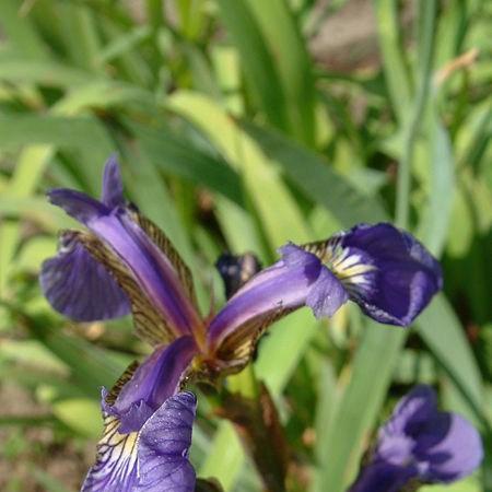 Dwarf Arctic Iris in the GardenTags plant encyclopedia