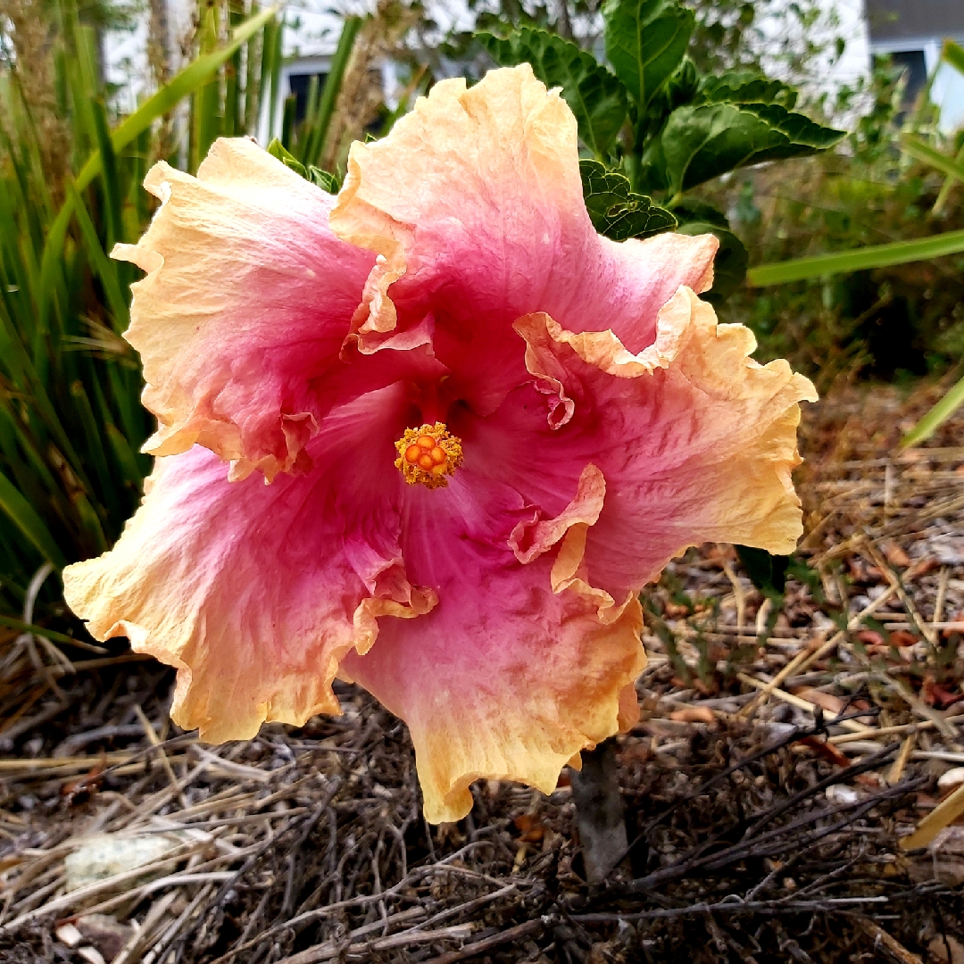 Tropical Hibiscus Cecelia Wyatt in the GardenTags plant encyclopedia