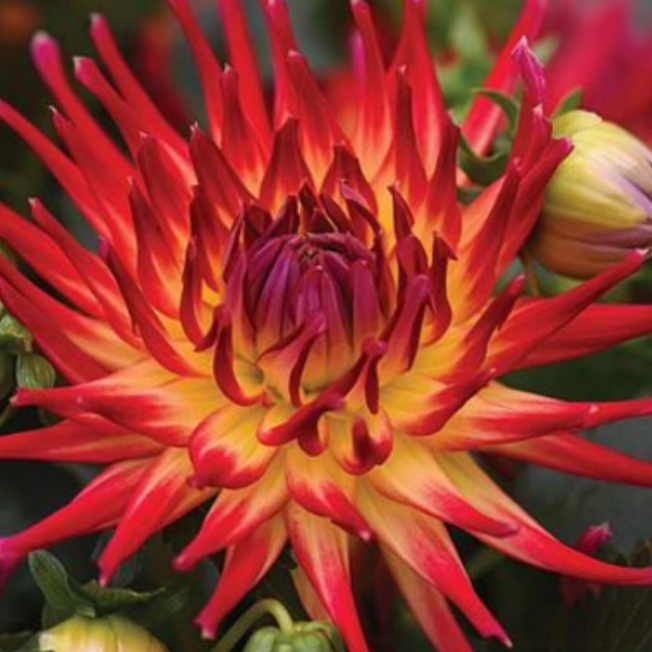 Dahlia Labella Maggiore Fire (Bedding) in the GardenTags plant encyclopedia