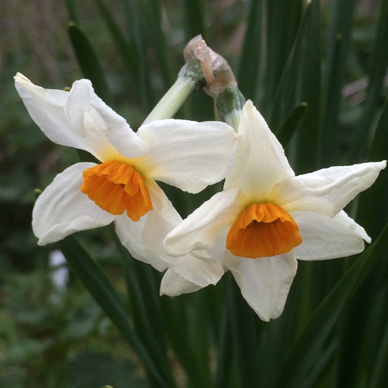 Daffodil Cragford (Tazetta) in the GardenTags plant encyclopedia