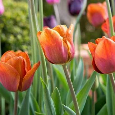 Tulipa 'Cairo', Tulip 'Cairo' (Triumph) in GardenTags plant encyclopedia