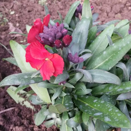 Wallflower Winter Passion in the GardenTags plant encyclopedia