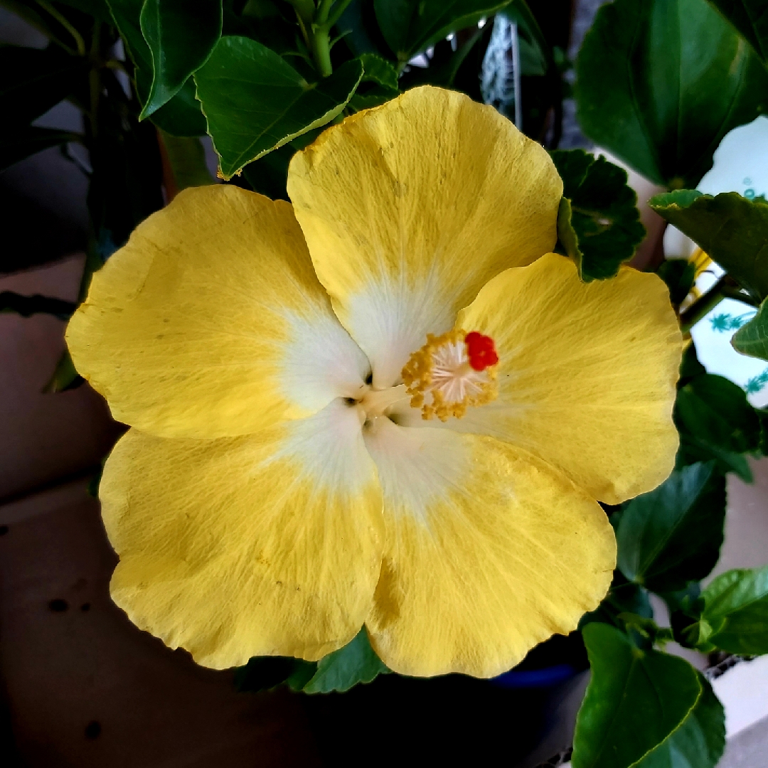 Tropical Hibiscus Bonaire Wind in the GardenTags plant encyclopedia