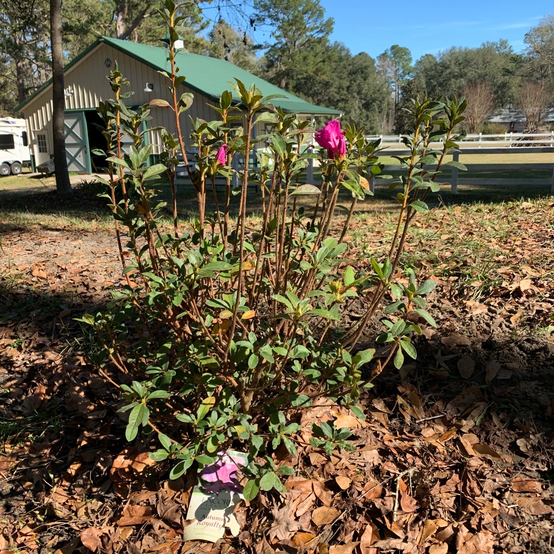 Azalea Encore Autumn Royalty in the GardenTags plant encyclopedia