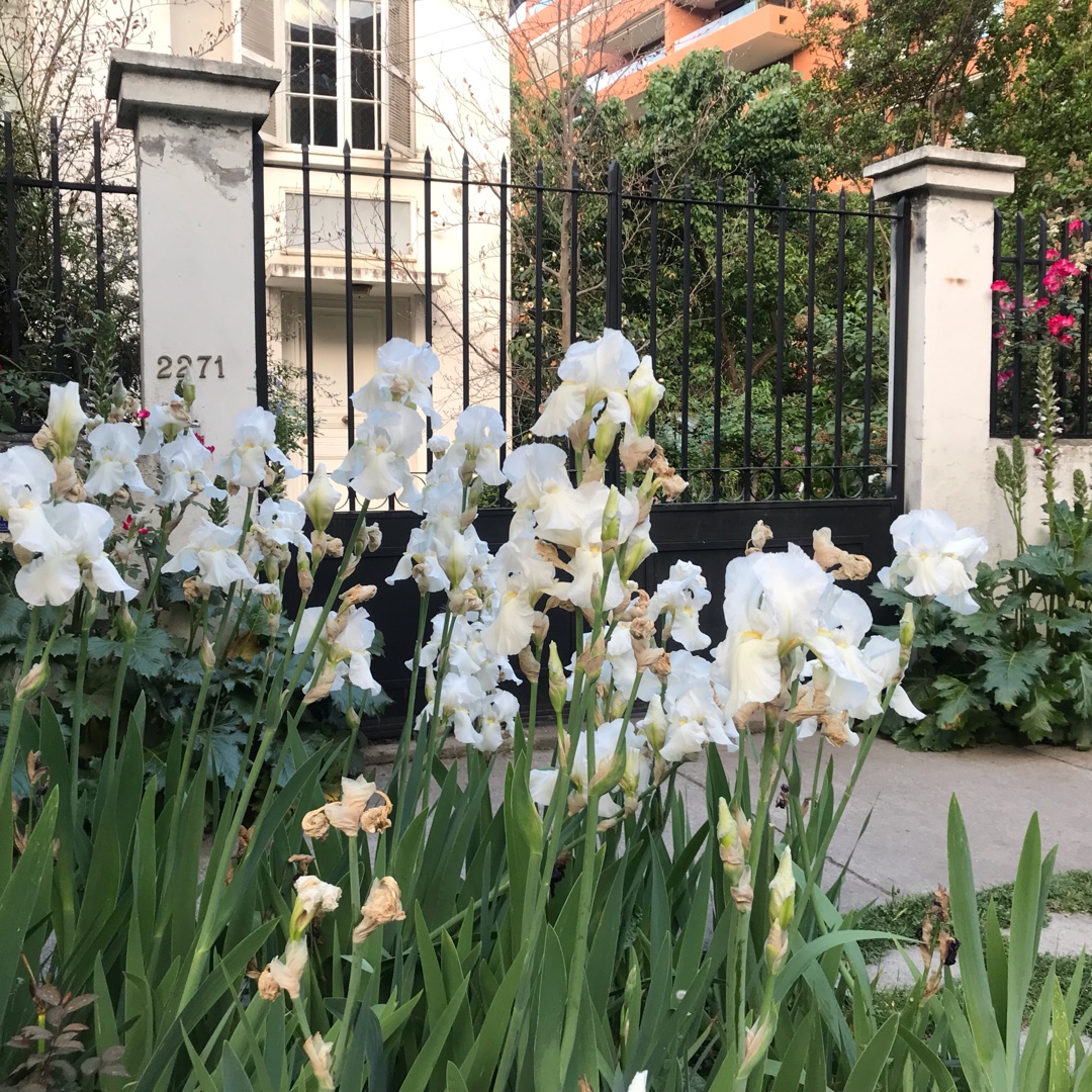 Bearded Iris Blanco (Tall) in the GardenTags plant encyclopedia