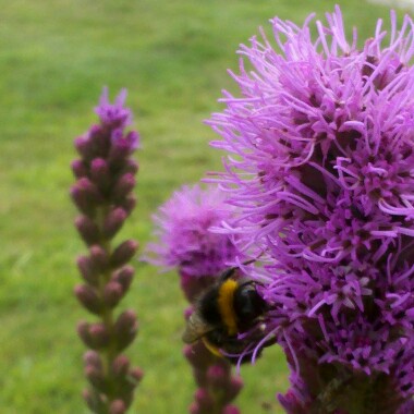 Blazing Star in the GardenTags plant encyclopedia