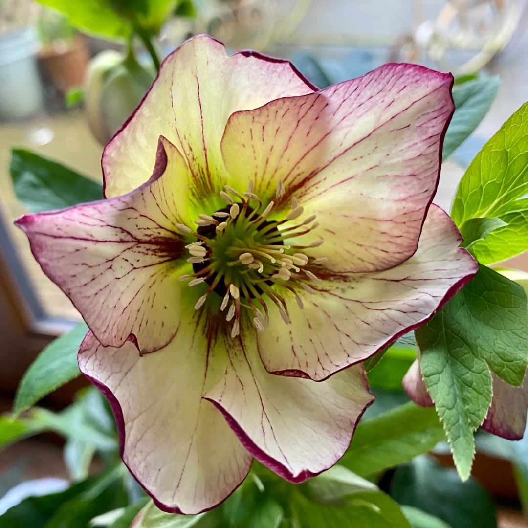 Hellebore SP Anja Oudolf in the GardenTags plant encyclopedia