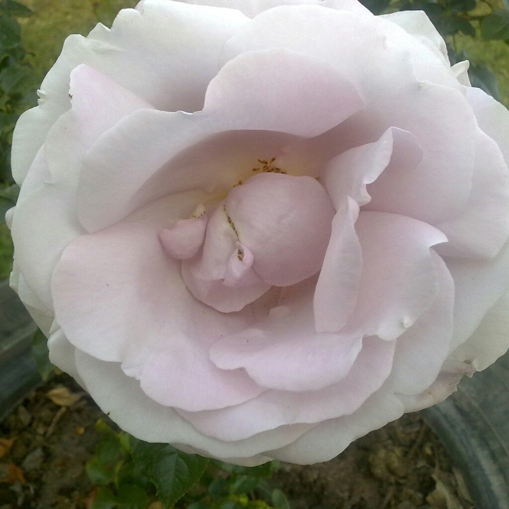 Rose Silver wedding in the GardenTags plant encyclopedia