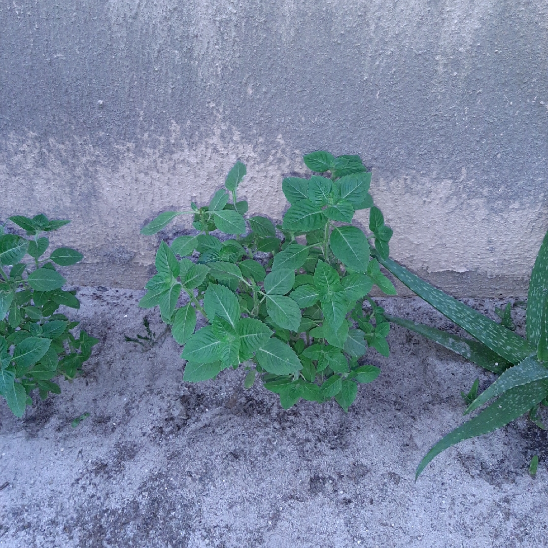 Basil Blue Spice in the GardenTags plant encyclopedia