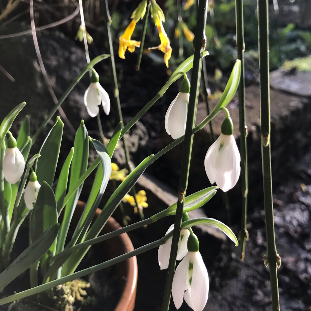 Snowdrop Snow Fox in the GardenTags plant encyclopedia