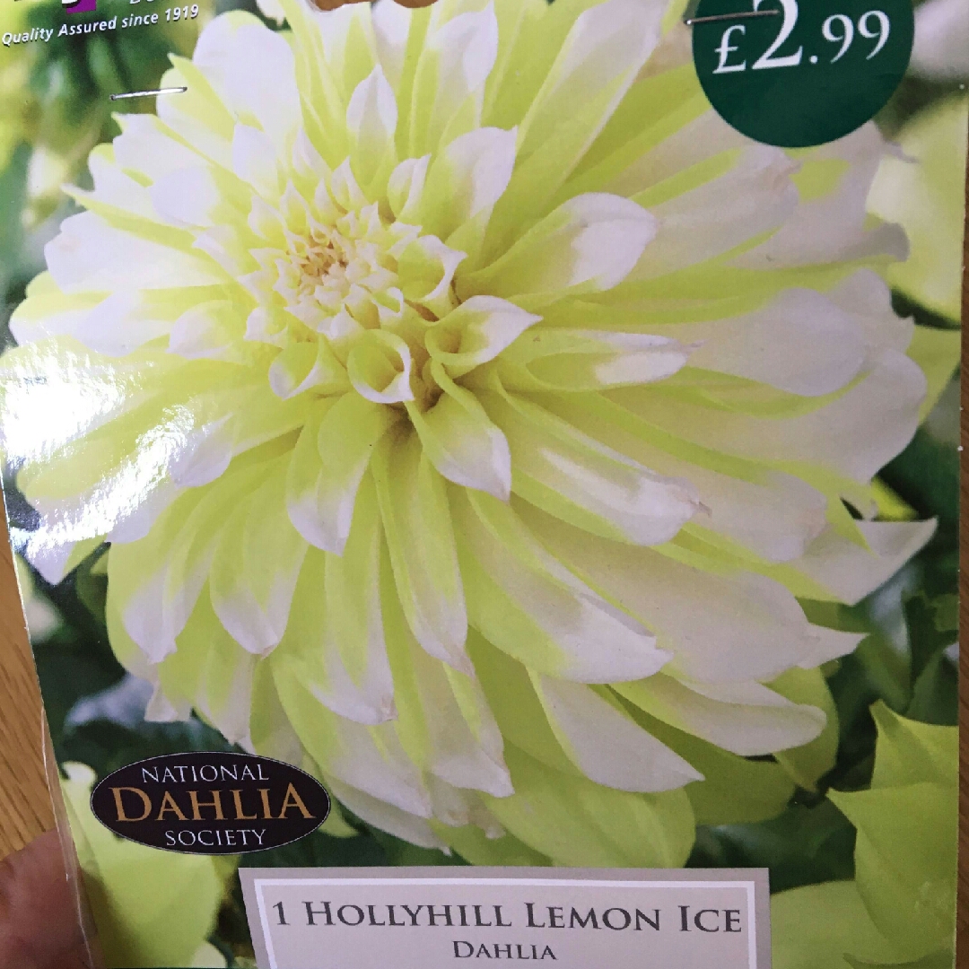 Dahlia Hollyhill Lemon Ice (Stellar) in the GardenTags plant encyclopedia