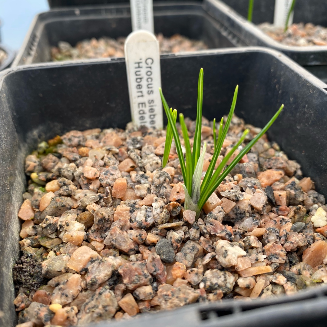 Crocus (Species) Siebers Crocus Hubert Edelsten in the GardenTags plant encyclopedia