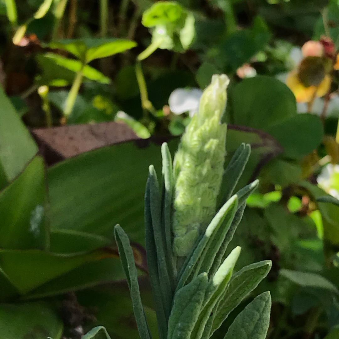 Lavender Anouk White in the GardenTags plant encyclopedia