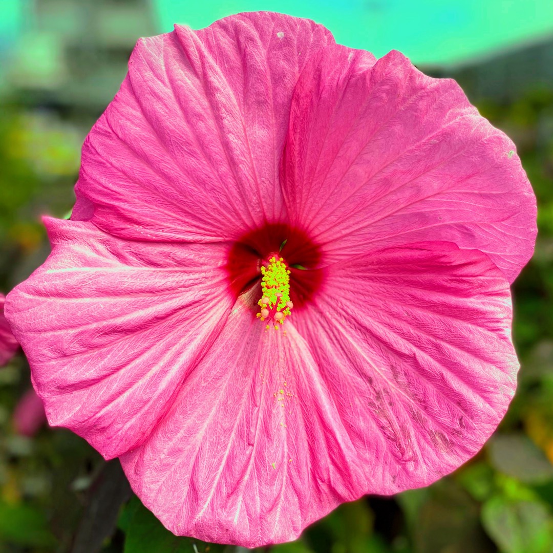 Tropical Hibiscus Celia in the GardenTags plant encyclopedia