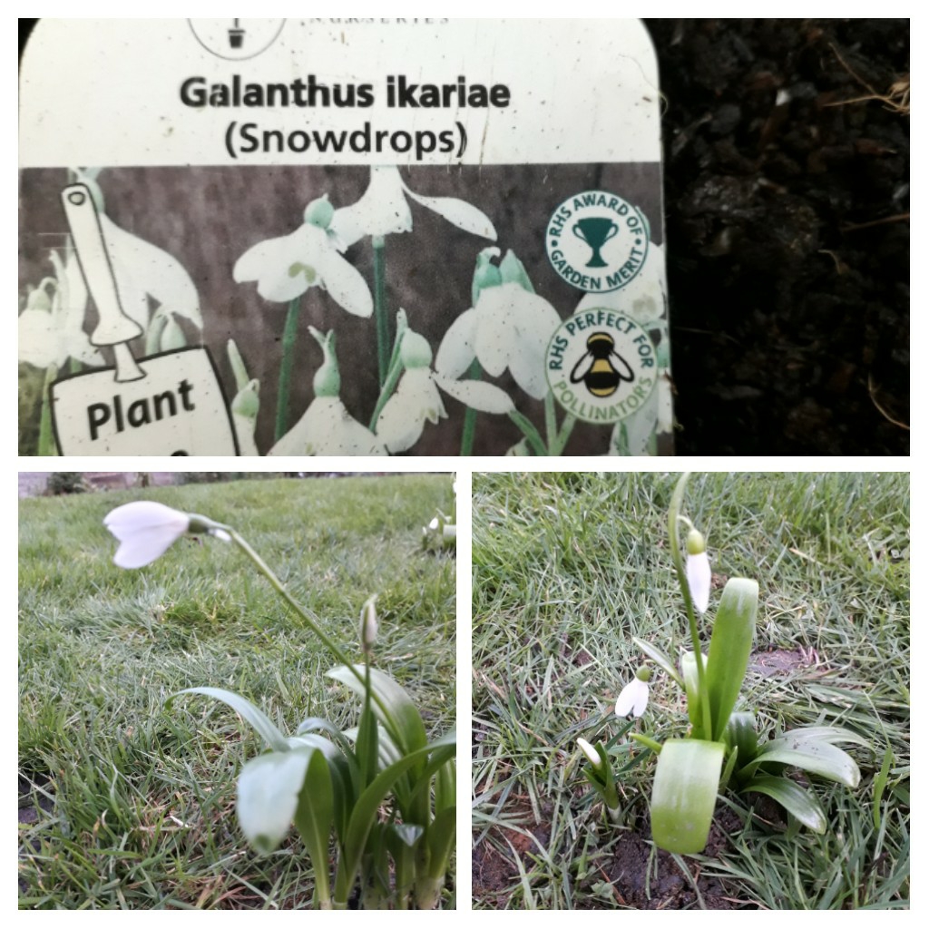 Snowdrop (Species) Ikaria Snowdrop in the GardenTags plant encyclopedia