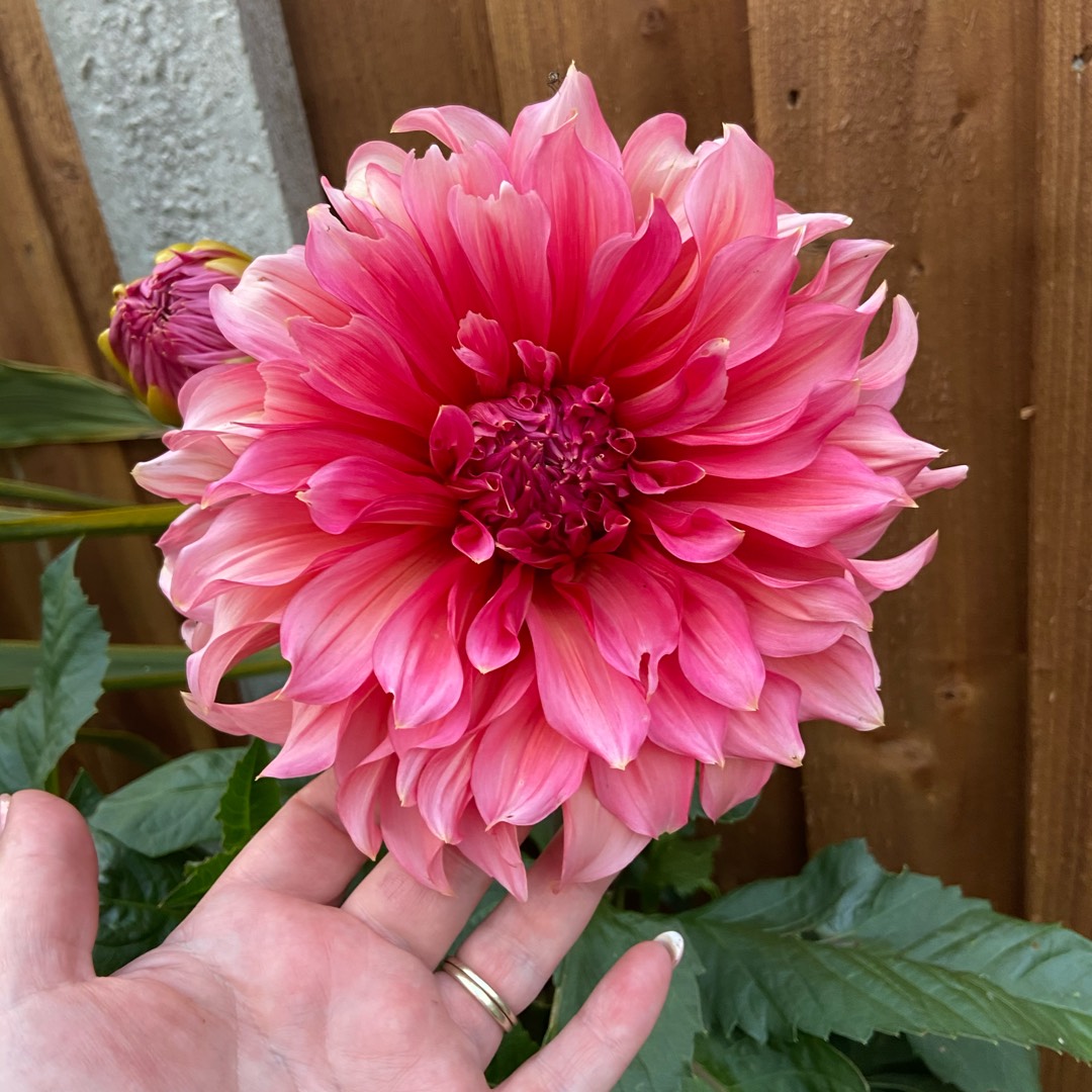 Dahlia Island Flare (Semi-cactus) in the GardenTags plant encyclopedia