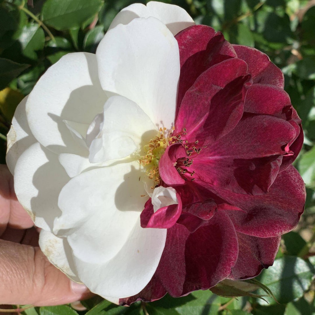 Hellebore HGC Ice N Roses Rose in the GardenTags plant encyclopedia