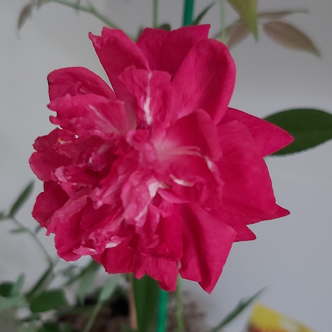 Rose Freycinet (Rugosa) in the GardenTags plant encyclopedia