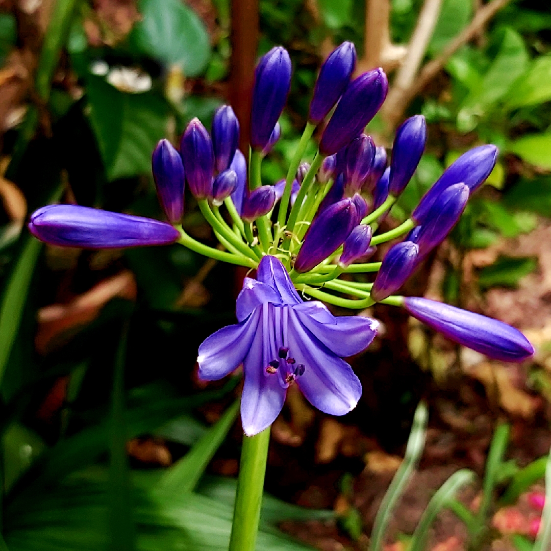 African Lily Poppin Purple in the GardenTags plant encyclopedia